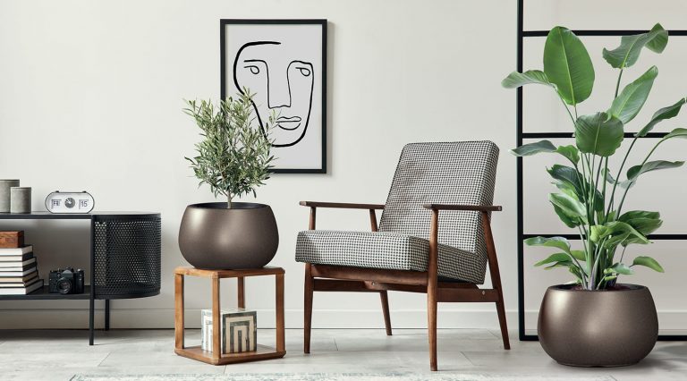 Pflanzen online kaufen und mit dem passenden Blumentopf perfekt in Szene setzen